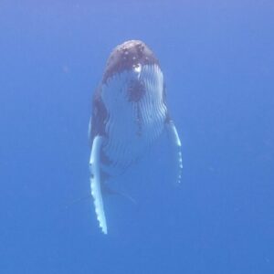 3 Day Ultimate Whale Swim Adventure