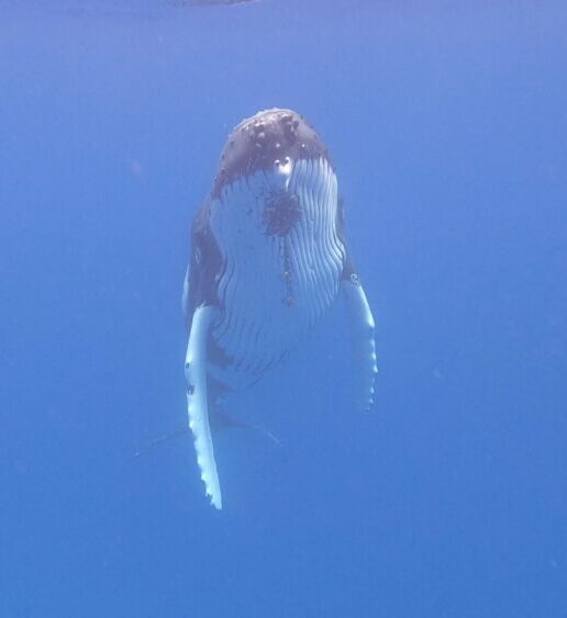 3 Day Ultimate Whale Swim Adventure