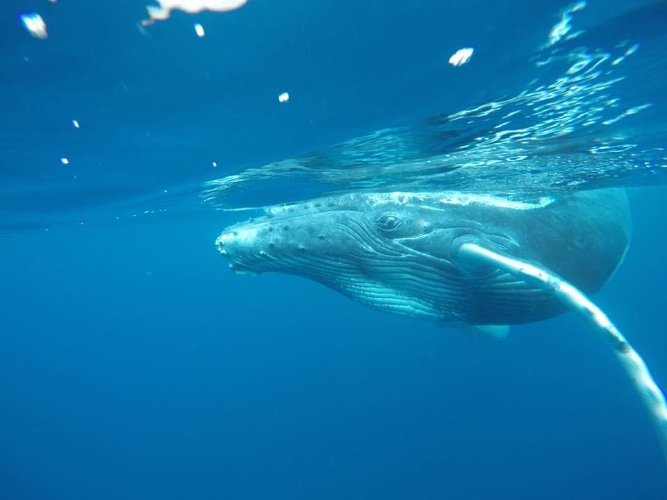 Taken while snorkelling with the whales in Tongatapu