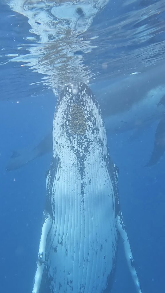 Spy Hopping Humpback Whale in Tonga