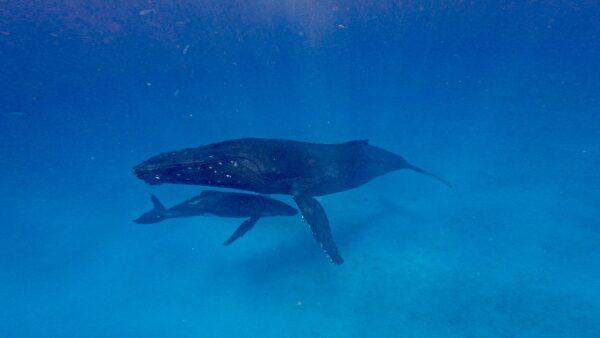 3 Day Ultimate Whale Swim Adventure - Image 2