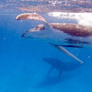 Individual Ultimate Whale Swim Day Trip