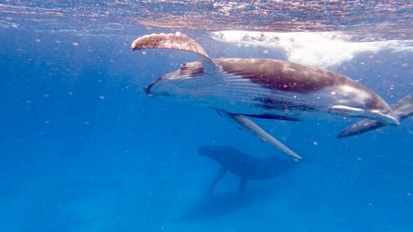 Individual Ultimate Whale Swim Day Trip