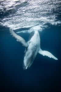 Dancing humpback calf